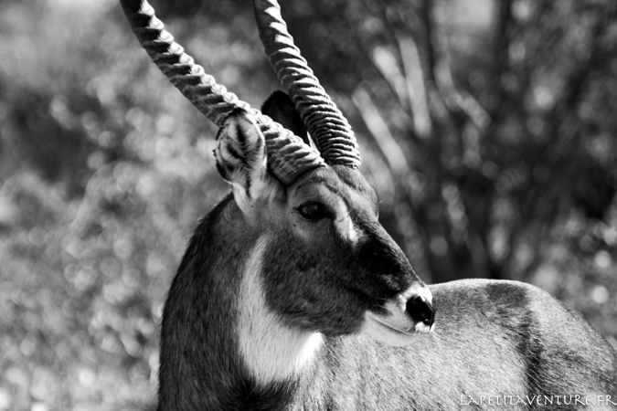 afrique-safari-animaux-blog-la-petite-aventure-12