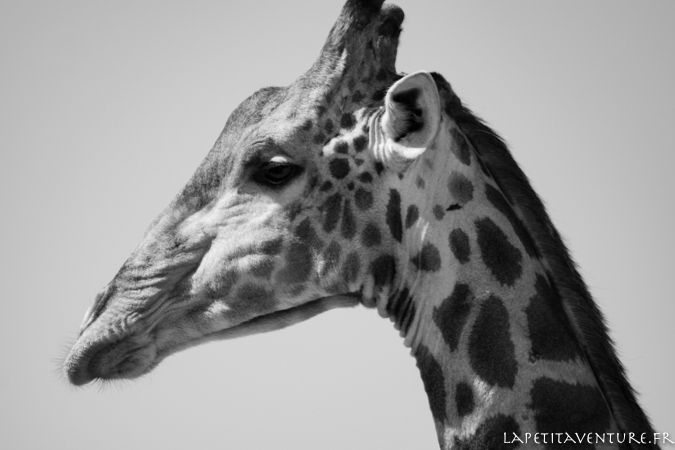 afrique-safari-animaux-blog-la-petite-aventure-9